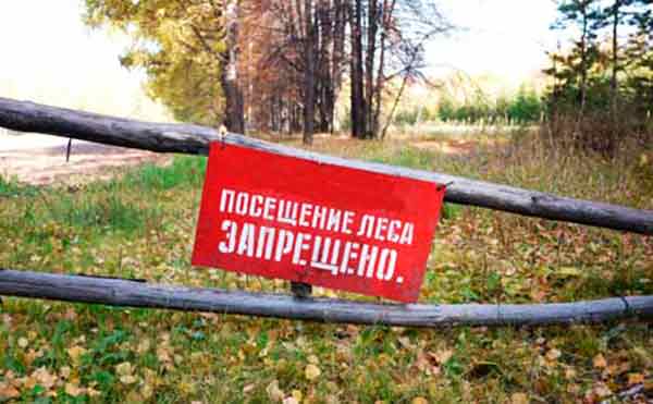 В Тольятти ввели полный запрет на посещение лесов